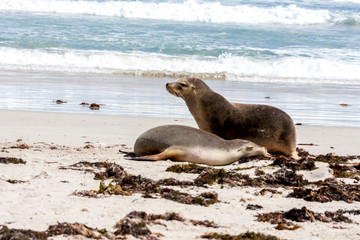 Fototapeta premium Two Sea Lions on the sandy beach, South Australia.