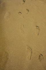 Fototapeta na wymiar footprints in wet sand on the beach