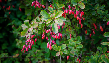 Obraz premium Bush of ripe barberry