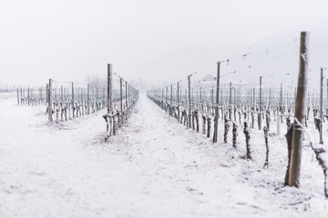 vigneto in inverno neve