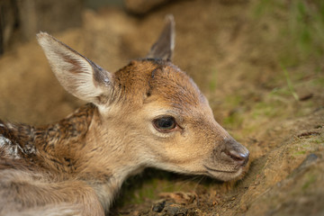 Fallow deer fawn. Close-up portrait of adorable newborn animal