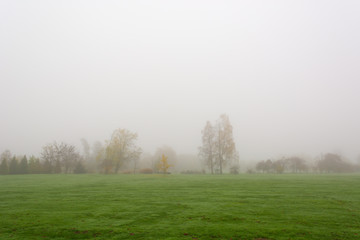 Foggy autumn landscape with leaves engulfed in warm colors.