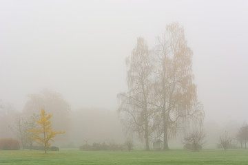 Obraz na płótnie Canvas Foggy autumn landscape with leaves engulfed in warm colors.