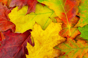 Oak tree leafs variety of colors covering the ground during autumn fall.