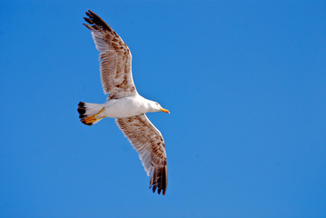 Seagull