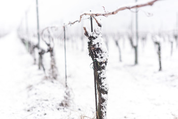 vigneto in inverno neve