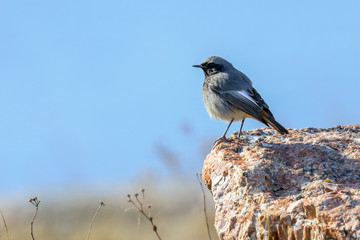 Black Redstart  is migratory bird