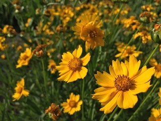 Decorative chamomile flowers
