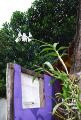 fleur orchidée thailande