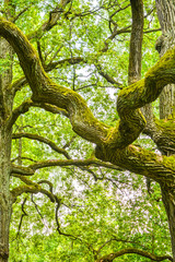 Mossy clumsy branches of a mighty ancient oak tree in a summer forest. Old oak with bark covered with moss and lichen in a natural setting