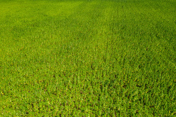 Wide Aerial view of a beautiful marijuana CBD hemp field