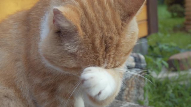Fat,cute, ginger cat washing his face using his paw. Video taken in evening sun