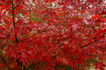 Red maple tree leaves view of low angle.