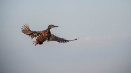 Canard Souchet