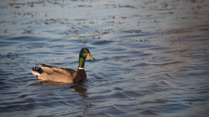 Canard Colvert