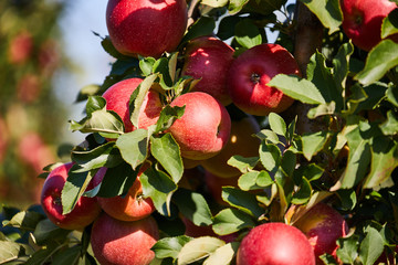 picture of a Ripe Apples in Orchard ready for harvesting,Morning shot