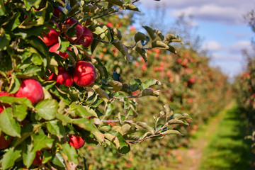 picture of a Ripe Apples in Orchard ready for harvesting,Morning shot
