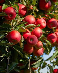 picture of a Ripe Apples in Orchard ready for harvesting,Morning shot