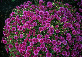 Picture of pretty chrysanthemum flowers close-up at park