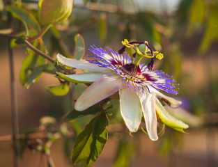 Beautiful flower plants passion flower (passiflora) closeup in Sunny day