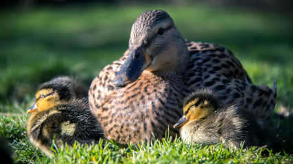 Canard Colvert Caneton