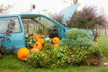 Many pumpings and plants invading old car outdoor.