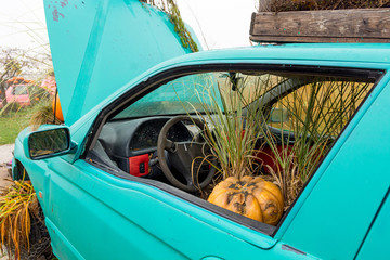 Many pumpings and plants invading old car outdoor.