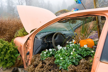 Many pumpings and plants invading old car outdoor.