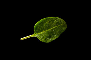 fresh basil on a black background