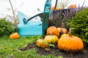 Many pumpings and plants invading old car outdoor.