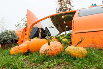 Many pumpings and plants growing in old car outdoor.