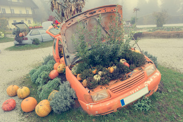 Many pumpings and plants growing in old car outdoor.