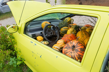 Many pumpings and plants growing in old car outdoor.
