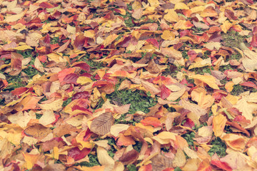 Colorful leaves lying on the floor creating a carpet of colors.