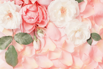 rose flowers and petals background