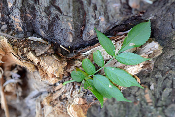 Wooden texture - a bark of an old tree
