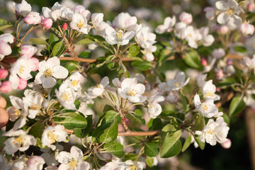 pink and white apple blossom, beautiful spring background