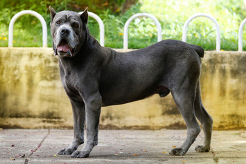 Dog Cane Corso adult