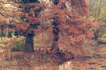 Foggy autumn landscape with leaves engulfed in warm colors.