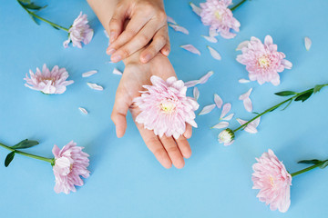 Close up photo of female hands with pink  flowers on light blue background.