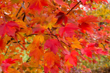 Red maple tree leaves view of low angle.