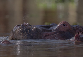 Fototapeta premium Hippopotamus in Water of Lake Naivasha,Kenya,Africa