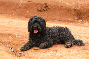 Breathtaking Bolivian Scenery - Deserts, salt flats, sunrise, sunset, vicuna, llama, lama, cactus, snow, lakes, flamingos 