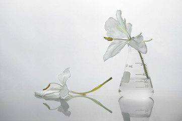 soft white flower in glass science flask in cosmetic development laboratory white background