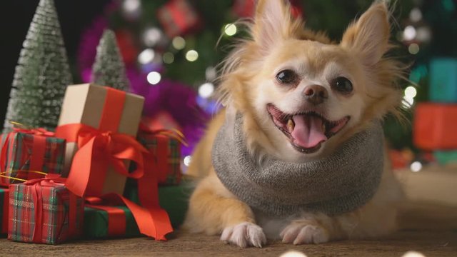 cute white brown tiny lapdog sit relax in christmas festive decorating items and present boxes christmas tree backgroud