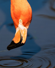 flamingo portrait drinking