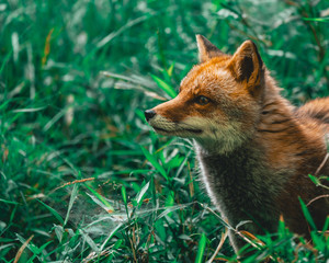 red fox portrait