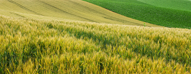 Barley plantation in Furano, Hokkaido