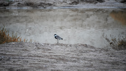 Spur-winged lapwing, spur-winged plover, Vanellus spinosus, a lapwing species. Spring landscape with a bird on the lake in grey. Bird watching in Israel, Eilat