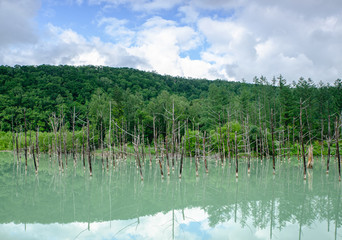 Dry tree and forest at Shirogane Blue Pond in Biei, Hokkaido